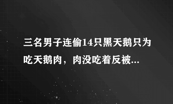 三名男子连偷14只黑天鹅只为吃天鹅肉，肉没吃着反被抓进看守所 - 飞外网