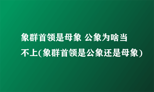 象群首领是母象 公象为啥当不上(象群首领是公象还是母象)