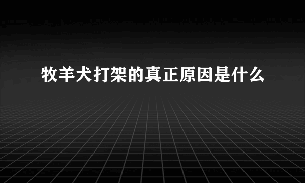 牧羊犬打架的真正原因是什么