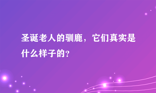 圣诞老人的驯鹿，它们真实是什么样子的？