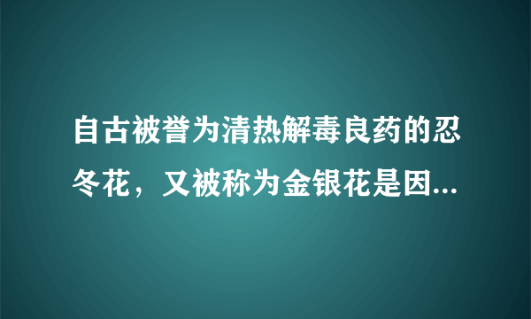 自古被誉为清热解毒良药的忍冬花，又被称为金银花是因为 蚂蚁庄园今日答案8月14日