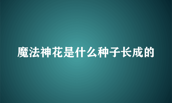 魔法神花是什么种子长成的