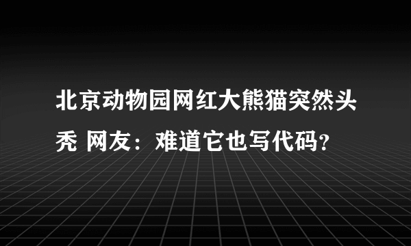 北京动物园网红大熊猫突然头秃 网友：难道它也写代码？