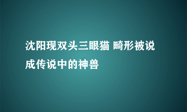 沈阳现双头三眼猫 畸形被说成传说中的神兽