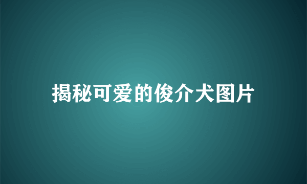 揭秘可爱的俊介犬图片