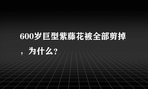 600岁巨型紫藤花被全部剪掉，为什么？