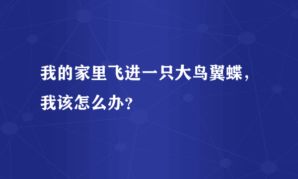 我的家里飞进一只大鸟翼蝶，我该怎么办？